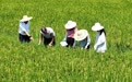新建区:33.2万亩晚稻丰收(图)