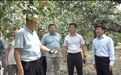 这场全国梨产业大会,缘何花落宁陵