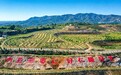 溯源道地邢枣仁:走进以岭健康晚必安原料基地