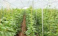 三个生产季田间验证见实效 智慧栽培方案助力农户亩均降本增收
