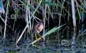 江西分宜:黄苇鳽捕鱼野趣盎然(图)