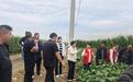 科技赋能带状复合种植 郏县稳粮助农实现一地双收