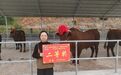 送补贴教技术帮算账 甘肃华亭红牛养殖户的信心在这