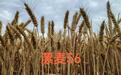 眼下又是一年小麦种植季以下小麦品种优缺点供咱老乡参考