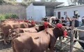 甘肃灵台赛牛活动庆丰收 PK哪家最“牛”