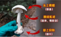 尝鲜也是尝险,蘑菇界的“狼外婆”