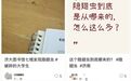 今年北方隐翅虫数量大增,重要提醒:晚上阳台少开灯,大多数纱窗拦不住它!