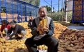 玉米金黄颗粒归仓 甘肃灵台“丰”景别样美