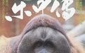 南京:为一只猩猩立传