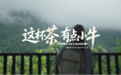茶小牛AI泡茶机走进福鼎白茶原产地,用科技传承非遗,让中国好茶一键即享