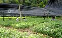 江西分宜:苗木管护正当时 绿色产业助振兴(图)