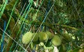 石家庄下午茶商家专业实力与用户口碑深度解析