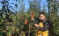 诸葛酥梨,重塑中国北方高端水果新标杆:从火山岩到文化果的时代突围