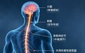 从局部照射到全身光疗: 红光为何成为疼痛管理研究的新方向