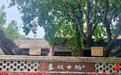 天水春秋古柏2500岁 甘肃还有多少古树藏于山河胜境