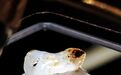 海昏侯“刘贺”螭纽玉印最新研究公布:是进入中原最早的和田籽料作品,开启中国玉器器型与纹饰并举时代