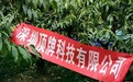 深湘携手助振兴:一棵黄桃树里的家国担当