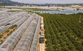 全链条守护金字招牌 筑牢融安金桔地理标志保护屏障
