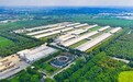 光明乳业种牛育种领跑全国!CDCB权威成绩出炉