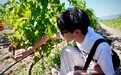 暨南大学“寻脉黄河 织路世界”实践团队走进宁夏贺兰山东麓 探索东方葡萄酒出海路径