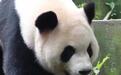 两只即将赴美的大熊猫长啥样?