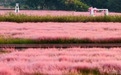 粉黛盛放迎"双节" 溧水郭兴庄园邀你赴一场秋天的粉色之约