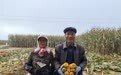 玉米遍地金浪涌 甘肃崆峒这份丰收答卷请过目