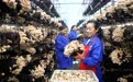 承德平泉:榛蘑人工架式栽培喜获成功