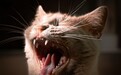 打工人养宠的隐形焦虑:加班出差没空刷牙,猫狗的口腔健康谁来管?