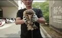 鄱阳一村民捡到长相怪异幼鸟 竟是“国宝”猴面鹰
