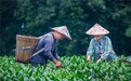 一杯茶饮凝聚向善力量,书亦烧仙草以务实公益践行价值创造