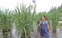 茭香鳖肥河姆渡 “一田双收”庆丰收