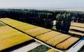 玉米金黄粮谷满仓 甘肃阿克塞“丰”景别样美