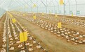 芝人堂:泰山赤灵芝,好孢子粉是怎样炼成的?