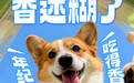 双11老年犬粮选购攻略:从初老到高老,比乐分阶方案与5款主流品牌横向解析