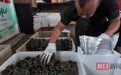 鄂州梁子湖大闸蟹双节“爬”上全国餐桌