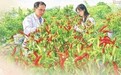 赣椒“上新”不止于辣 解析江西小炒背后的辣椒科技密码