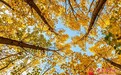 【甘快看】甘肃白银区:一城秋韵 满目山河