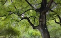 洒向人间都是爱 ——论谷建杂文“冷峻”与“温热”的辩证