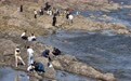 国庆假期烟台海滨“赶海热”,市民游客乐享“海洋宝藏”