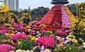 超128万人次打卡,哈尔滨本土培育菊花展,双节全程盛放零凋零