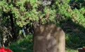 苏轼墓前摆放眼药水、蒸汽眼罩?游客称还有不少人带各种零食、白酒,文化学者:东坡先生患有眼疾
