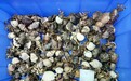 拱北闸口海关查获198只活体寄居蟹 属国家禁止携带进境活动物