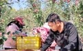 甘肃庄浪“果”然精彩:苹果挂枝头 撑起大产业