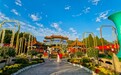 中国开封第44届菊花文化节将于10月18日启幕