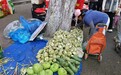 哈尔滨一年一度储秋菜大幕悄然拉开!芥菜疙瘩“亮相”早市,市民一买就是十几斤