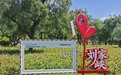 临夏一半的浪漫 藏在永靖黄河花堤的花海里