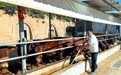 一牛载富入农家 甘肃崆峒那些“牛”人“牛”事儿