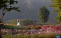韩国:秋日花海