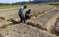 抢抓秋冬农时 播撒金色希望——安远县天心镇全力推进冬油菜种植工作